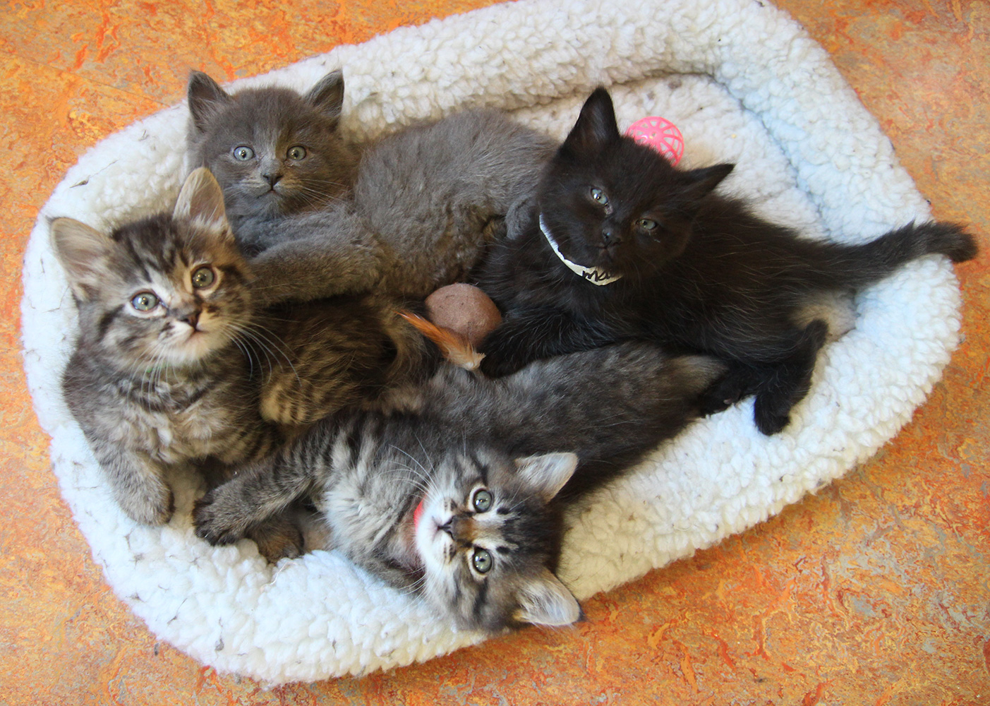 Maine Coon Adoptions - Pleasant Hill, CA at Wild Birds ...