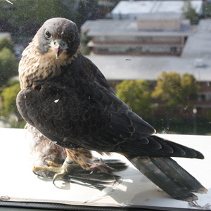 City Hall Resumes Falcon Naming Contest