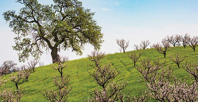 Book: ‘For the Love of Apricots’ Pairs History, Recipes